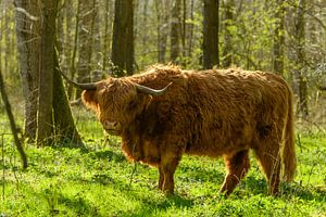 Schottischer Highlander zwischen den Bäumen des Harderbos