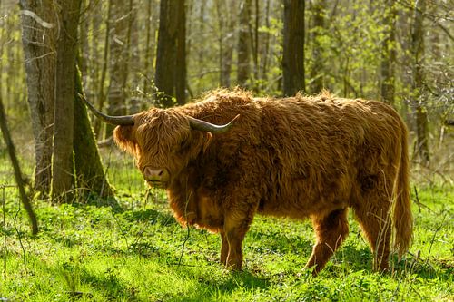Schotse Hooglander tussen de bomen van het Harderbos