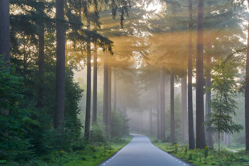 Speulderbos by Ad Jekel