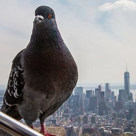 Pigeon on the Empire State Building in New York sur Diewerke Ponsen