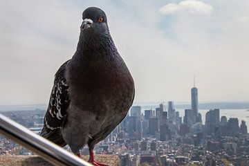 Brutale duif op het Empire State Building in New York van Diewerke Ponsen
