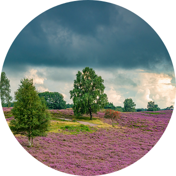 Heidebloei in een heidelandschap in de zomer met