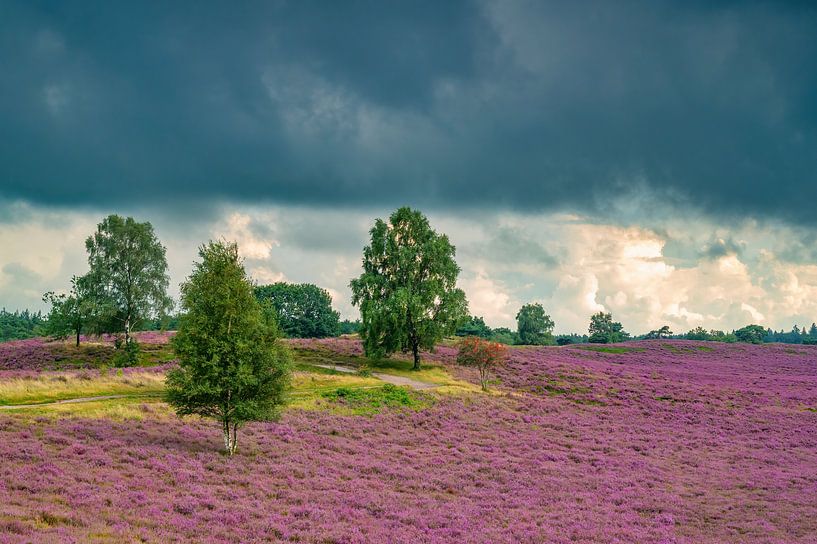 Heidebloei in een heidelandschap in de zomer met van Sjoerd van der Wal Fotografie