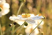 Bloemen in ochtendzon