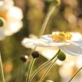 Bloemen in ochtendzon van Janine van Lagen