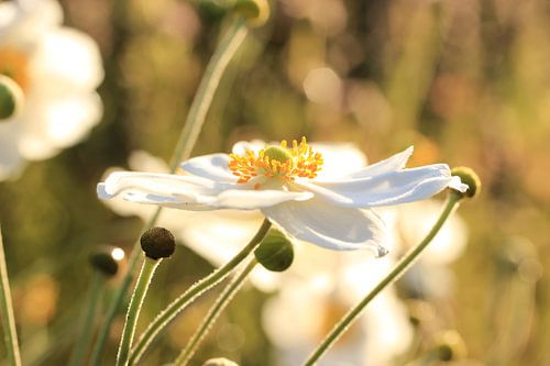 Bloemen in ochtendzon