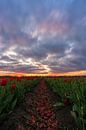 einde seizoen van de tulpen in Zeewolde. van Robinotof thumbnail