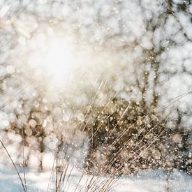 Sneeuw in de duinen, glinsteringen door tegenlicht van Melissa Peltenburg
