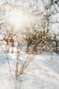 Snow in the dunes, glistening through backlighting