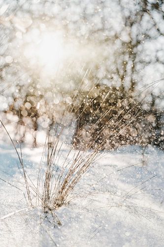 Sneeuw in de duinen, glinsteringen door tegenlicht