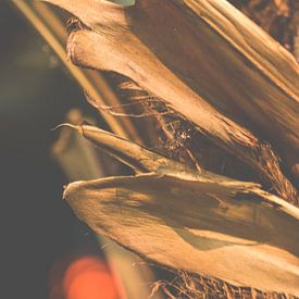 Warme Texturen: Nahaufnahme eines Palmenstamms von Kristof Leffelaer