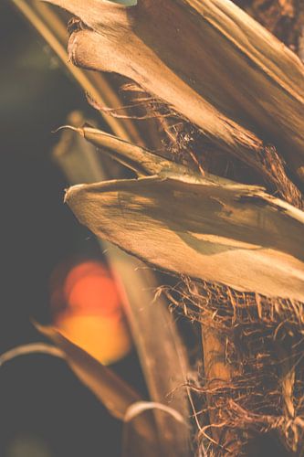 Warme Texturen: Close-up van een Palmboomstam