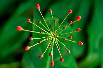 Red 1 van Colors of the Jungle by Simon Kuyvenhoven