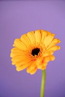 Gerbera jaune pour le fond violet