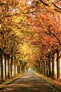 Rozenvendreef in prachtige herfstkleuren van Fotografie Jeronimo thumbnail
