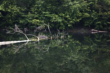 De reflectie in het meer van Severin Frank Fotografie