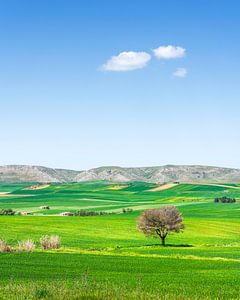 Apulien Landschaft Blick, Olivenbaum, Felder und kleine Wolken