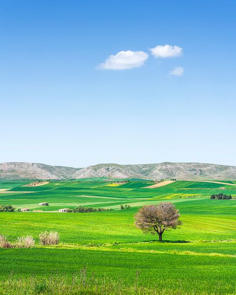 Vue de la campagne des Pouilles, olivier, champs et petits nuages par Stefano Orazzini