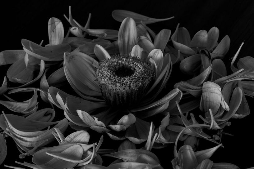 Resilience by Foto Studio Labie