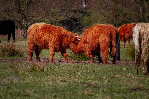 Deux Highlanders écossais