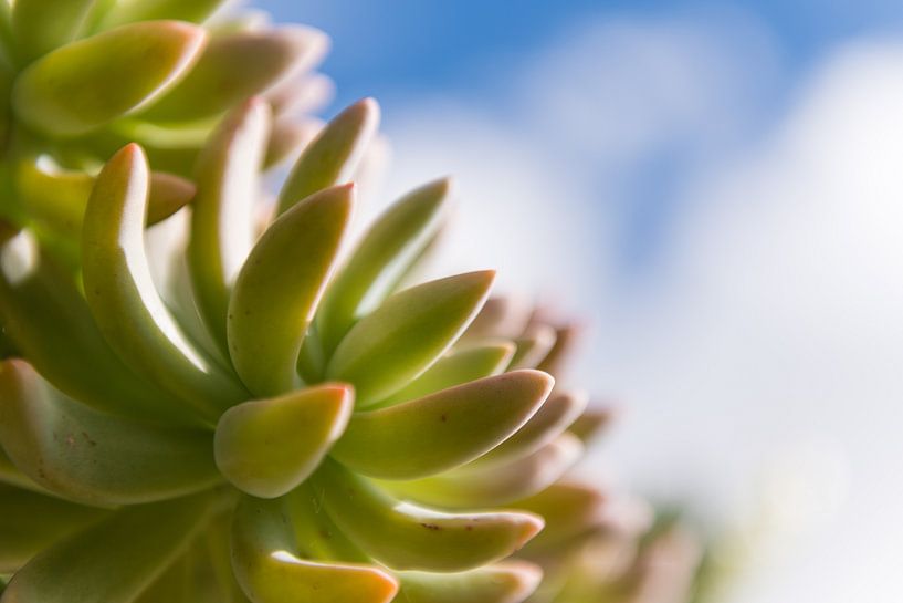 Soculent van Denis Feiner