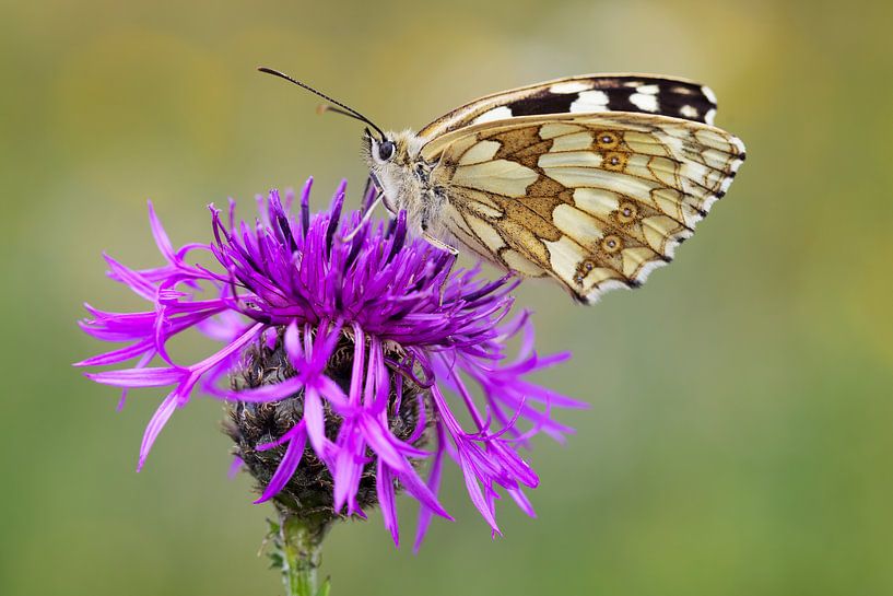 Schachbrettfalter auf Flockenblume von Daniela Beyer