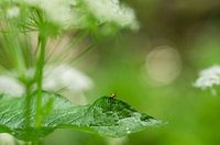 small things, big world