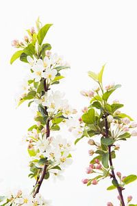 Blüte in hoher Tonart