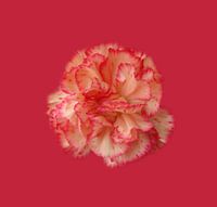 Carnation
