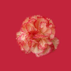 Carnation by Willeke Vrij