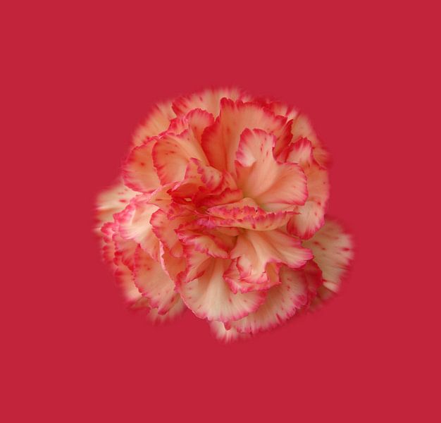 Carnation by Willeke Vrij