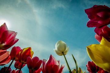 Tulpen von Wolbert Erich