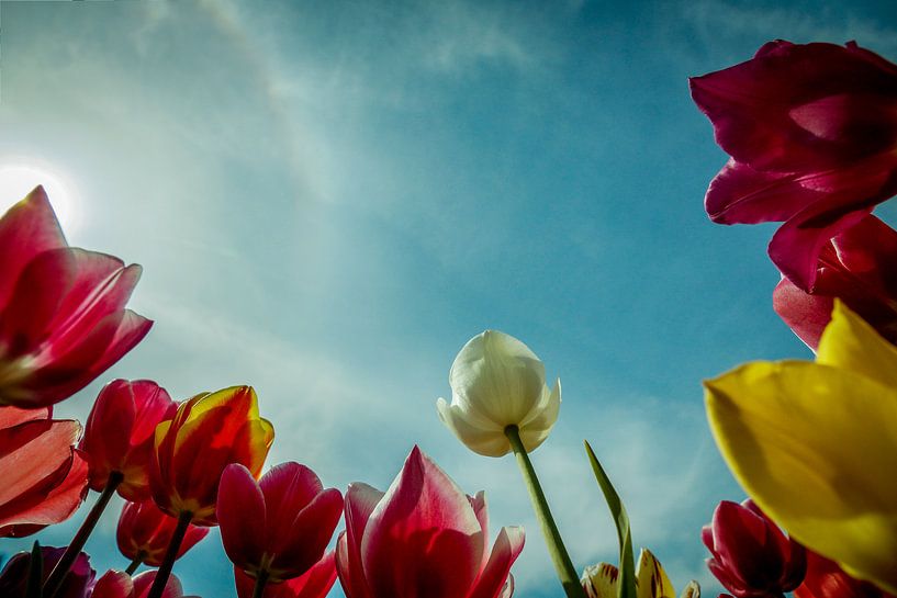 Tulips by Wolbert Erich