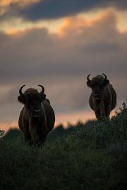 Bison (Europäischer Bison) in der Kraansvlak im Nationalpark Süd-Kennemerland von Jeroen Stel