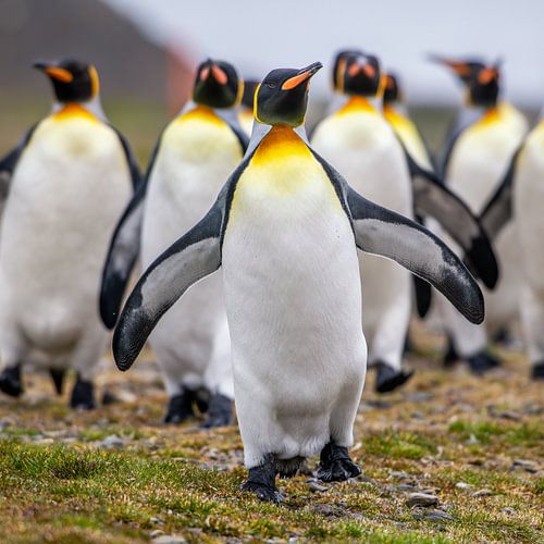 Koningspinguïns op South Georgia