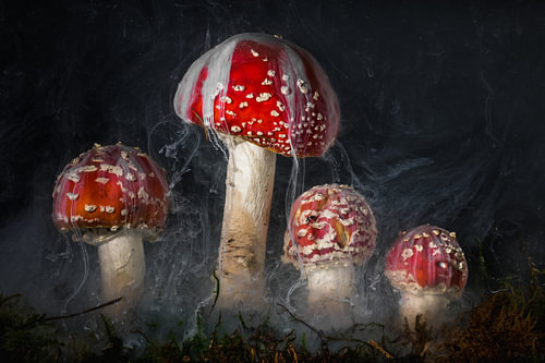 Mushroom Worlds X