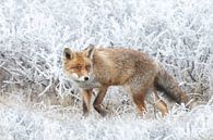 Vos in de winter von Menno Schaefer Miniaturansicht