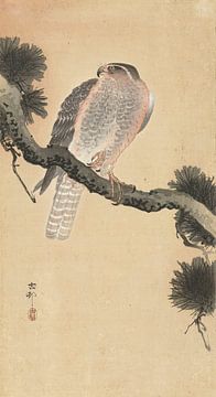 Hawk on pine branch of Ohara Koson