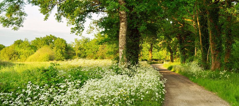 Flourishing Cow parsley with country road by Corinne Welp