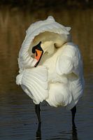 Schüchterner stummer Schwan