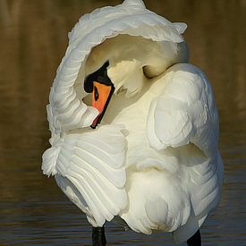 Shy Mute Swan by Tom Kruissink