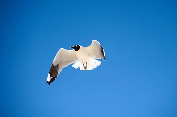 Andean Gull by Arjen van den Broek