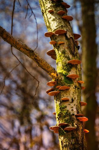 Champignons