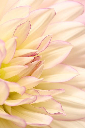 Heart of a flower