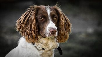 Engelse springerspaniël