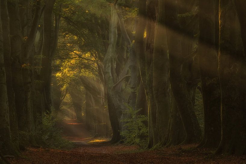 Magische bomenlaan van Moetwil en van Dijk - Fotografie