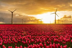 Rode tulpen in een veld met windturbines op de achtergrond van Sjoerd van der Wal Fotografie