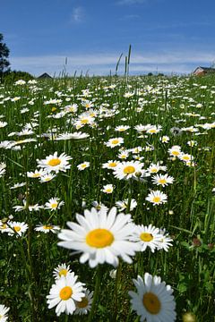 Een veld met bloeiende madeliefjes