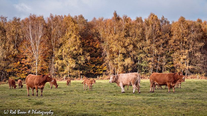 Cows in Baneheide by Rob Boon