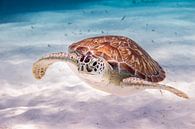 Small Korsou Turtle by Roel Jungslager thumbnail